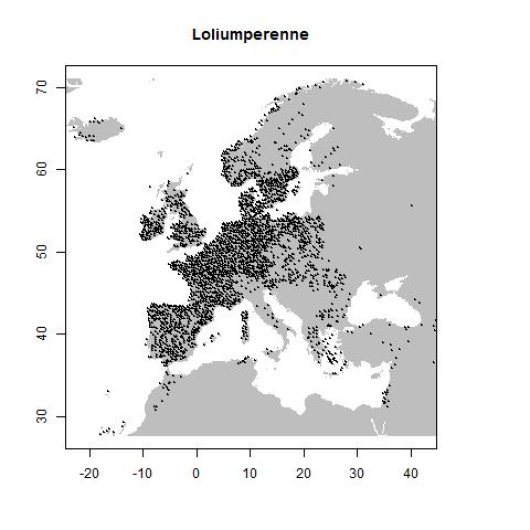 Lolium perenne L.